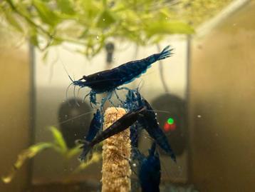 **PROMO** Blue sapphire neocaridina garnalen beschikbaar voor biedingen