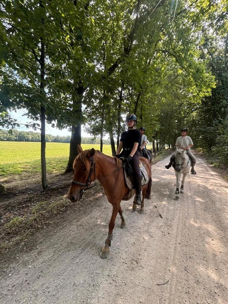 2 pony's ter halve stal, Animaux & Accessoires, Poneys, Jument