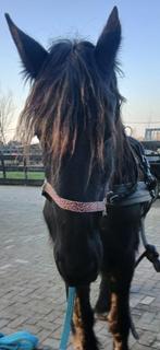 2span tuig maat Full, Dieren en Toebehoren, Ophalen, Gebruikt, Recreatie