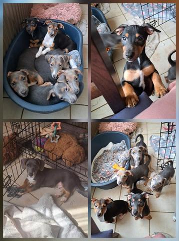 Lieve jack russell pups op boerderij ouders aanwezig  beschikbaar voor biedingen