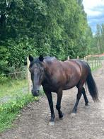 SuperPaard te koop, Dieren en Toebehoren, Ruin, Gechipt, 11 jaar of ouder