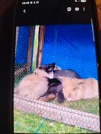 Dwergkonijn, Plusieurs animaux, Petit, 0 à 2 ans