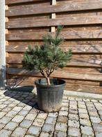 Pinus boom, Tuin en Terras, Planten | Bomen, Ophalen