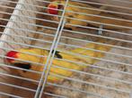 Koppel kakariki´s, Dieren en Toebehoren, Vogels | Parkieten en Papegaaien