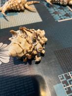 Coquillages, Verzamelen, Mineralen en Fossielen, Ophalen of Verzenden, Schelp(en)