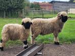 Walliser schwarznase zwartneusschapen rammen, Mannelijk, Schaap, 0 tot 2 jaar