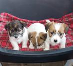 Ruwharige Jack Russell pups, Dieren en Toebehoren, België, Fokker | Hobbymatig, 8 tot 15 weken, Meerdere