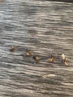 Vliegen, Boeken, Dieren en Huisdieren, Ophalen, Zo goed als nieuw, Overige diersoorten