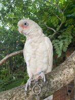 Perroquet cacatoès Femelle, Divers