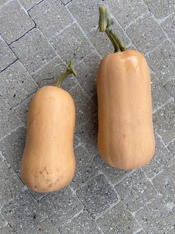 Butternut, pompoen, zaden, soep, te koop beschikbaar voor biedingen