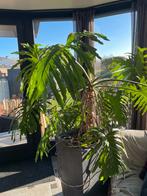 Philodendron bipinnatifidum 1.70 m grote kamerplant, Huis en Inrichting, Ophalen, Overige soorten, In pot, 150 tot 200 cm