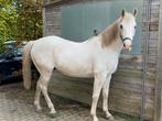 7-jarige Anglo-Arabier met stamboom, Dieren en Toebehoren, Paarden, Gechipt, Ruin, Zadelmak, 7 tot 10 jaar