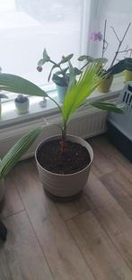 Palmboom, 2,5 jaar oud. In nieuwe pot met wieltjes, Ophalen, Palmboom
