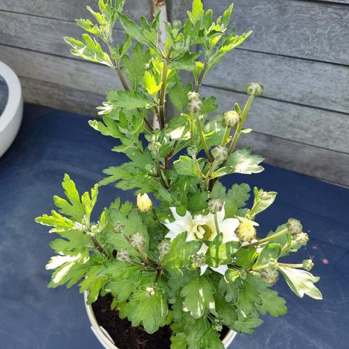 Grote prachtige meerjarige Chrysanten plant van eigen kweek, Tuin en Terras, Planten | Tuinplanten, Vaste plant, Ophalen of Verzenden