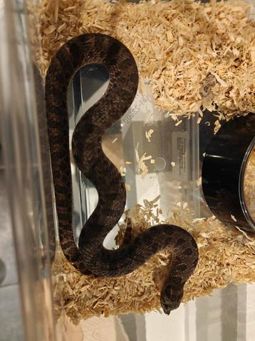1.0 Arctic Sable haakneus beschikbaar voor biedingen