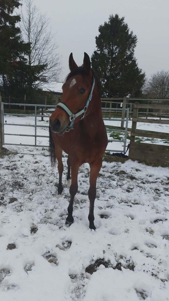 Jonge Arabier (3) klaar om aan het werk te gaan, Dieren en Toebehoren, Paarden, Ruin, Onbeleerd, Minder dan 160 cm, 3 tot 6 jaar