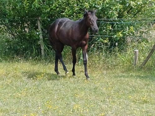 Zwarte Quarter Horse Merrie, Dieren en Toebehoren, Paarden, Merrie, Onbeleerd, 0 tot 2 jaar, Westernpaard, Met stamboom, Gechipt