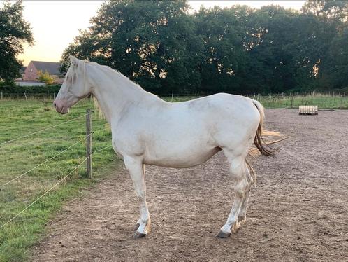 Weidemaatje, Dieren en Toebehoren, Pony's, Merrie