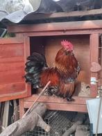 Ukkelse Baardkriel - haan + 1 of 2 hennen, Dieren en Toebehoren, Meerdere dieren, Kip
