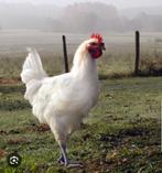 Poule de bresse hennen, Dieren en Toebehoren, Pluimvee, Vrouwelijk, Kip