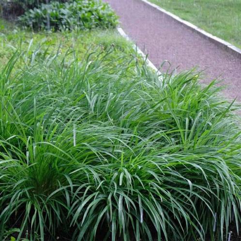 Carex Irisch green, Tuin en Terras, Planten | Tuinplanten, Vaste plant, Siergrassen, Ophalen