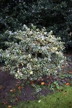 hulst, Jardin & Terrasse, Plantes | Arbustes & Haies, Enlèvement, Houx, Arbuste, 100 à 250 cm