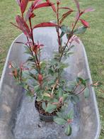 Photinia Carre Rouge, Ophalen