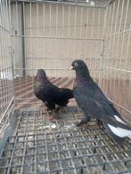Super takla arap akkuyruk, Dieren en Toebehoren, Vogels | Duiven