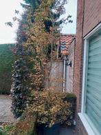 Cornus kousa, Tuin en Terras, Planten | Struiken en Hagen, Ophalen