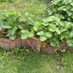 Super lekker aardbeien plantjes, Tuin en Terras, Planten | Tuinplanten, Ophalen