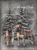 Bullmastiff femelle, Animaux & Accessoires, Belgique, 8 à 15 semaines, Éleveur | Loisir, Chienne