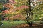 Cercidiphyllum japonicum, Tuin en Terras, Ophalen, Lente, Halfschaduw