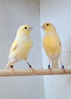 Koppel kanaries
