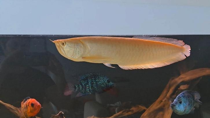 Arowana albino 50cm+, Dieren en Toebehoren, Vissen | Aquariumvissen