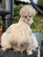 USA zijdehoen HENNEN, Dieren en Toebehoren, Pluimvee, Vrouwelijk, Kip