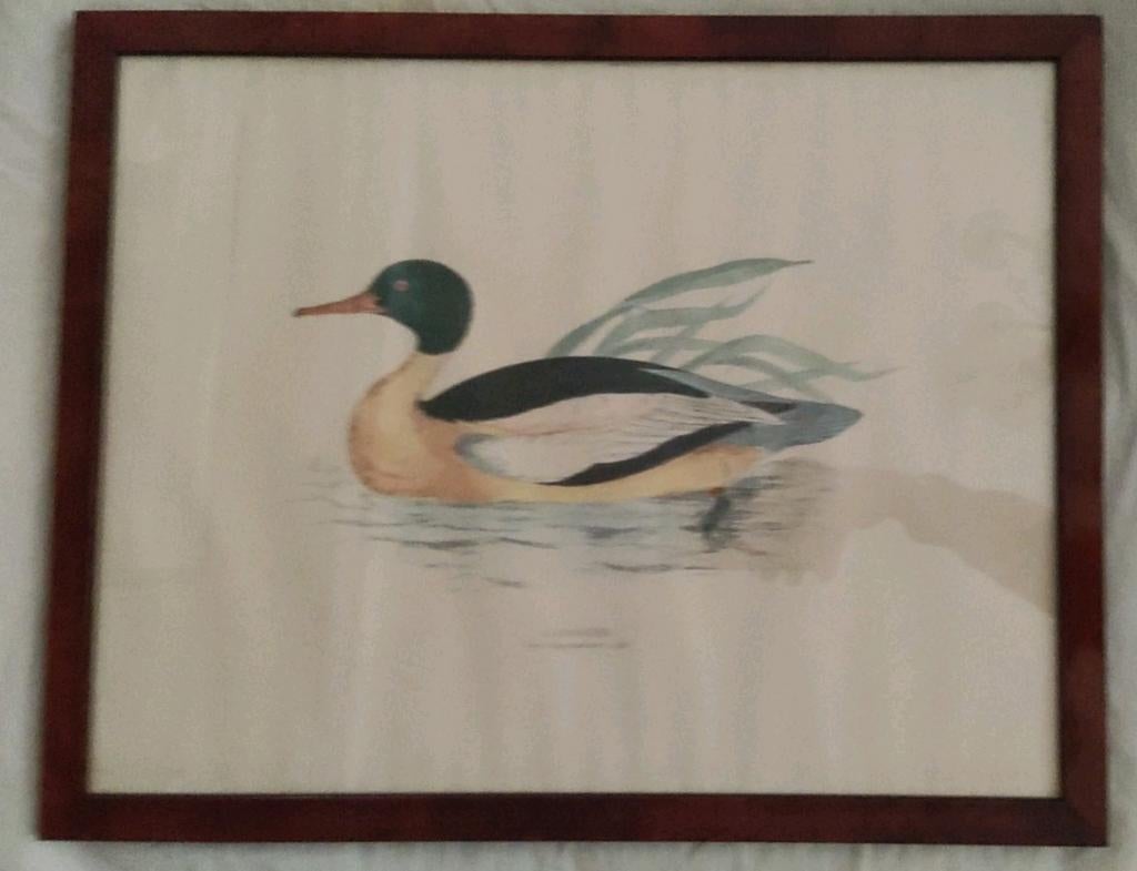 GOOSANDER, ingekleurd grafisch werk, printed in Italy, nr242, Ophalen of Verzenden, Zo goed als nieuw