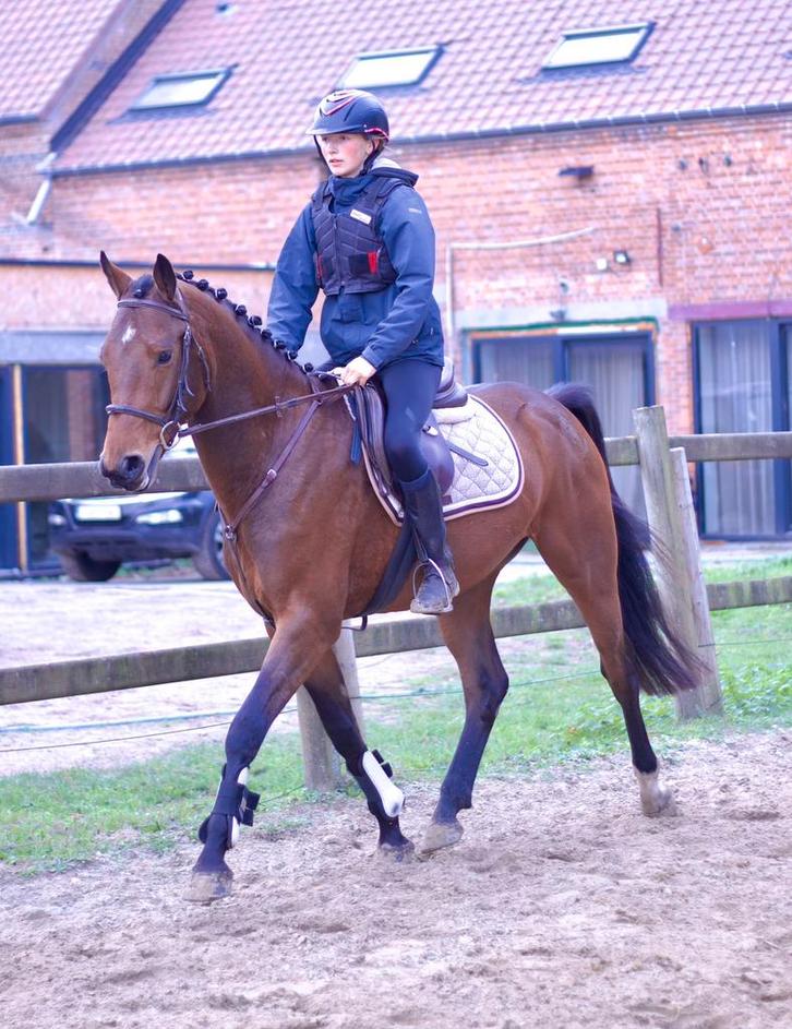 Zangersheide ruin normale prijs, Dieren en Toebehoren, Paarden, Ruin, Zadelmak