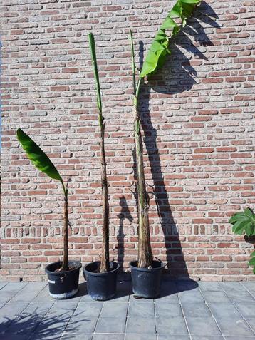Musa tibet  beschikbaar voor biedingen