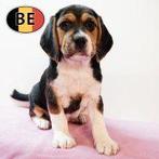 Prachtige driekleurige Beagle teefje te koop, Dieren en Toebehoren, België, Beagle, 15 weken tot 1 jaar, Handelaar