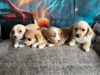 Pomteck pups, Parvo, België, Fokker | Hobbymatig, 8 tot 15 weken