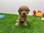 Nestje Cockapoo pups, België, CDV (hondenziekte), 8 tot 15 weken, Meerdere