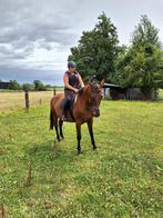 Weidegang met schuilhok,mooie lokatie om wandelingen te doen, Dieren en Toebehoren, Stalling en Weidegang, Weidegang, 2 of 3 paarden of pony's