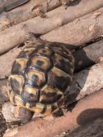 Landschildpad testudu hermani boetgeri. 2 jaar., Dieren en Toebehoren, Reptielen en Amfibieën