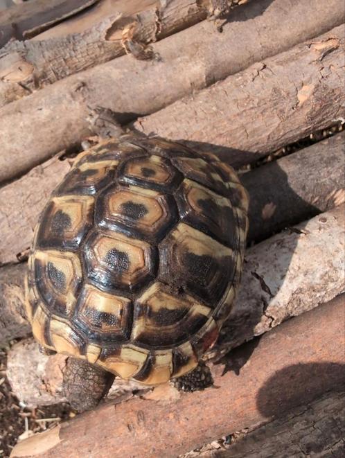 Landschildpad testudu hermani boetgeri. 2 jaar., Dieren en Toebehoren, Reptielen en Amfibieën
