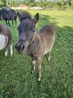 Mooi minipaard x shetlander merrieveulen, Dieren en Toebehoren, Pony's, Merrie