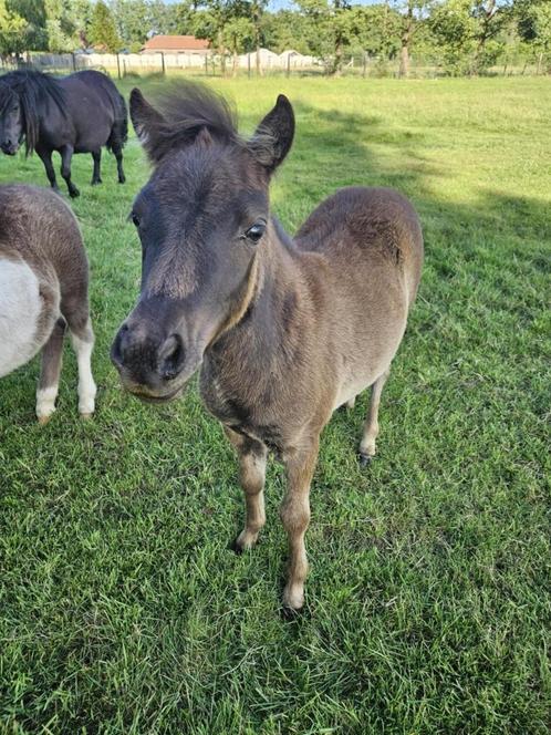 Mooi minipaard x shetlander merrieveulen, Dieren en Toebehoren, Pony's, Merrie