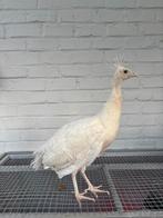 Kuiken witte pauw, Dieren en Toebehoren