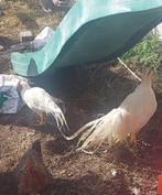 Onagadori  chikens, Dieren en Toebehoren, Pluimvee, Geslacht onbekend, Kip