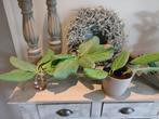 Ficus stekjes., Maison & Meubles, Plantes d'intérieur, Plante verte, Ficus, Enlèvement, Moins de 100 cm