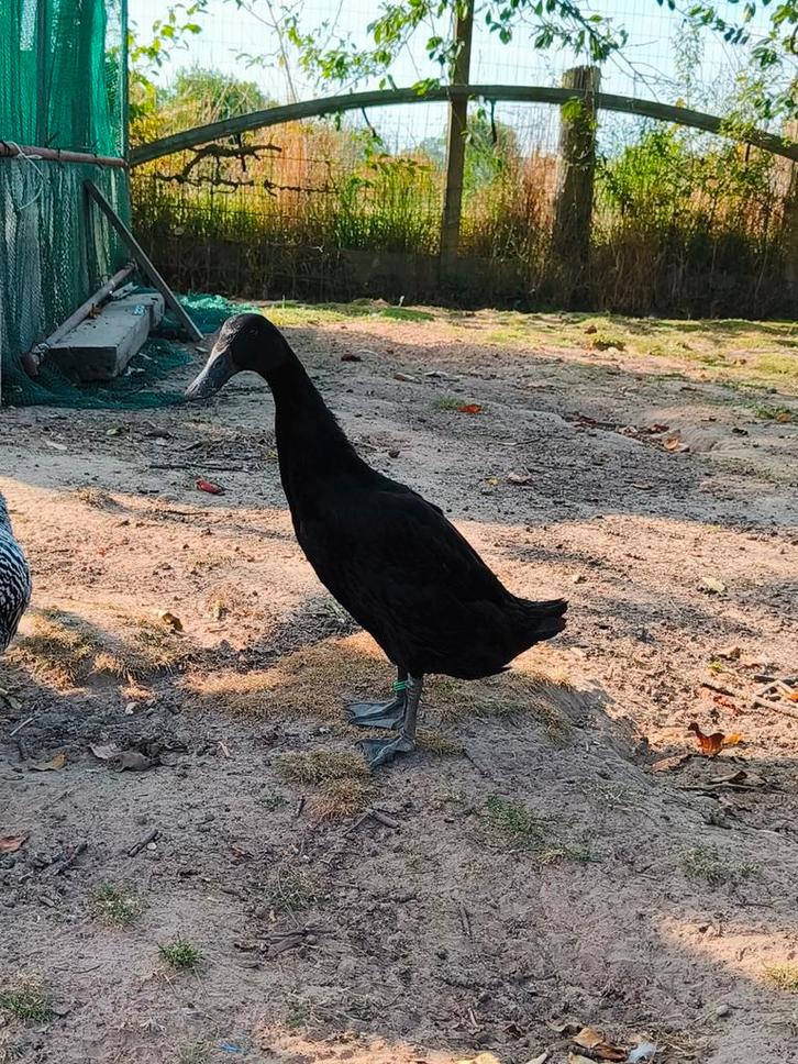 Zwarte loopeenden, Dieren en Toebehoren, Pluimvee, Eend, Meerdere dieren